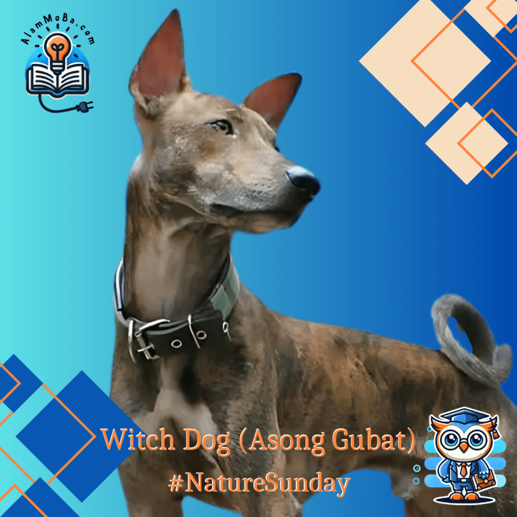 #NatureSunday: The Philippine Witch Dog: Myth, Mystery, and the Real Dogs We Need to&nbsp;Protect